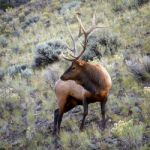 Elk Or Wapiti (cervus Canadensis) Stock Photo