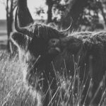 Highland Cow On The Farm Stock Photo