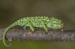 Baby Mediterranean Chameleon Stock Photo