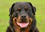 Rottweiler Stock Photo