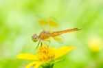 Dragonfly In Green Nature Stock Photo