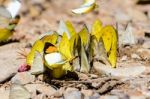 Large Group Of Butterfly Feeding On The Ground Stock Photo