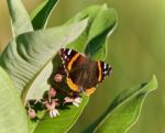 Image Of A Beautiful Butterfly Sitting On Flowers Stock Photo