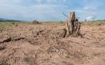 Tree Stump In Deforested Mountain Hill Stock Photo