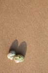 Sea Shells With Sand As Background Stock Photo