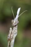 Empusa Pennata Stock Photo