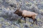 Elk Or Wapiti (cervus Canadensis) Stock Photo