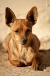 Head Of Domestic Dog Stock Photo