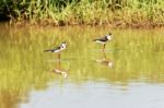 Black Necked Stilt, In The Pond In The Galapagos Stock Photo