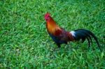 Bantam Chicken Stock Photo