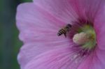 Bee And Carpel Of Pink Flower Stock Photo