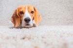 Dog Relaxing On The Carpet Stock Photo