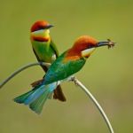 Chestnut-headed Bee-eater Stock Photo