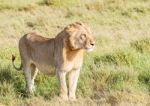 Lion  In Serengeti Stock Photo