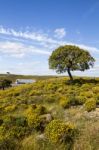 Algarve Countryside Hills With Yellow Bushes In Spring Stock Photo