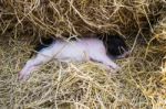 Pig In A Pen Stock Photo