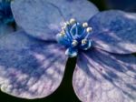 Close-up Of A Blue Hydrangea Stock Photo