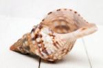 Seashell On White Stock Photo