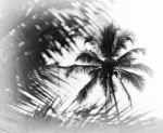 Horizontal Black And White Indian Palm Tree Memories Vignette Bo Stock Photo