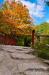 Autumn Tree And Red Wooden Bridge With Stone Laid Pathway At The Stock Photo