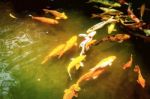 Colorful Koi In Pond Stock Photo