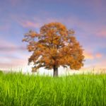 Alone Tree In The Field With Clouds Stock Photo