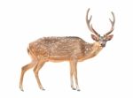 Axis Deer Isolated Stock Photo