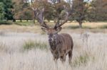 The Deer Of Richmond Park Stock Photo