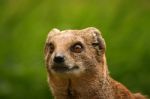 Mongoose Stock Photo