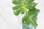 Beautiful White Mable With Green Plant On Top Stock Photo