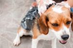 Cleaning Dog Stock Photo