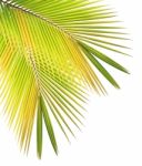 Coconut Leaf Isolated White Background Stock Photo