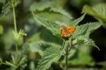 Male Large Skipper Butterfly (ochlodes Venatus) Stock Photo