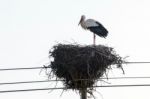 White Stork Bird Stock Photo