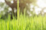 Rice Growing With Sunlight Stock Photo