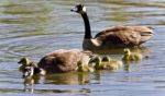 Picture With A Family Of Canada Geese Swimming Stock Photo