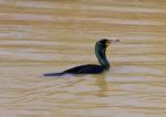 The Cormorant Stock Photo