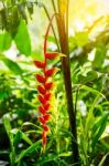 Flowers In Tropical Forests Stock Photo