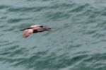 Spotted Shag (phalacrocorax Punctatus) Stock Photo