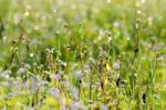 
Dew On The Grass Bright Island Beautiful Background Blur Cool Stock Photo