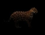 Jaguar ( Panthera Onca ) In The Dark Stock Photo