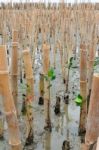 Mangroves Reforestation In Coast Of Thailand Stock Photo