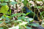 Nicobar Pigeon (caloenas Nicobarica) Stock Photo