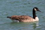 Wild Geese Stock Photo