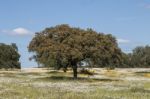 Spring Landscape In Alentejo Stock Photo