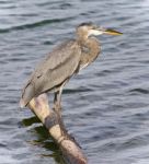 Postcard With A Great Blue Heron Standing On A Log Stock Photo