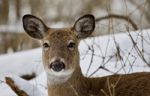 Beautiful Portrait Of A Strong Wild Deer In The Snowy Forest Stock Photo