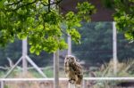 Eurasian Eagle-owl (bubo Bubo) Stock Photo