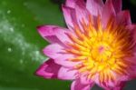 Pink Lotus Flower Stock Photo