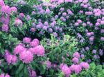 Rhododendron,flowers Stock Photo